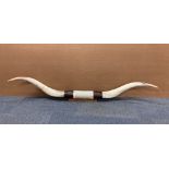 Taxidermy interest. A pair of wall mounted Buffalo horns, L. 185cm.