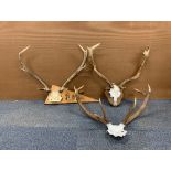 Taxidermy interest. Three wall hanging stag horns, largest 73 x 69cm.