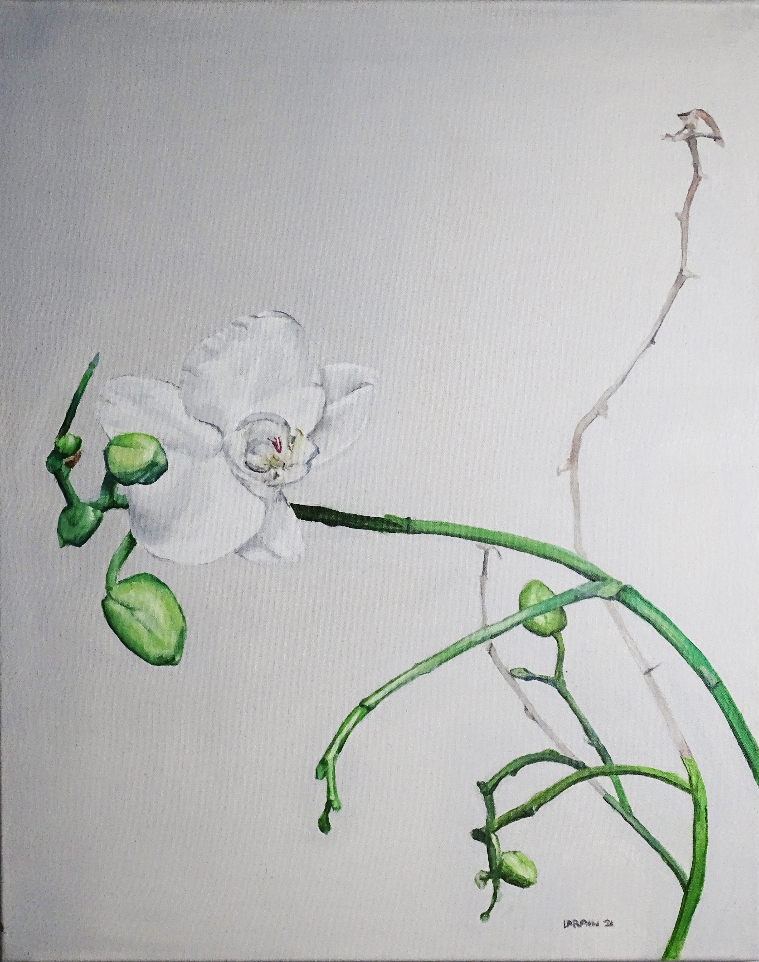 Larain Briggs, "Transient Orchid", unframed oil on canvas, 2021, 76 x 61cm. Painted in oils on