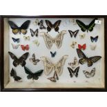 A large antique framed collection of South American butterflies, 64 x 44cm.