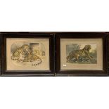 A pair of 19th Century framed coloured engravings of tigers, frame size 78 x 63cm.