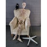 A life size anatomical skeleton figure, plastic resin with stand, H. 160 together with a miniature