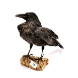 Taxidermy interest: A mounted figure of a crow, H. 27cm.