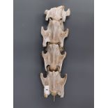 Taxidermy interest. A large section of mounted animal spine, 44cm.