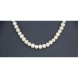 A single strand cultured cream pearl necklace on a white metal (tested silver) clasp, L. 36cm,