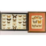Taxidermy interest: Two framed collections of butterflies.