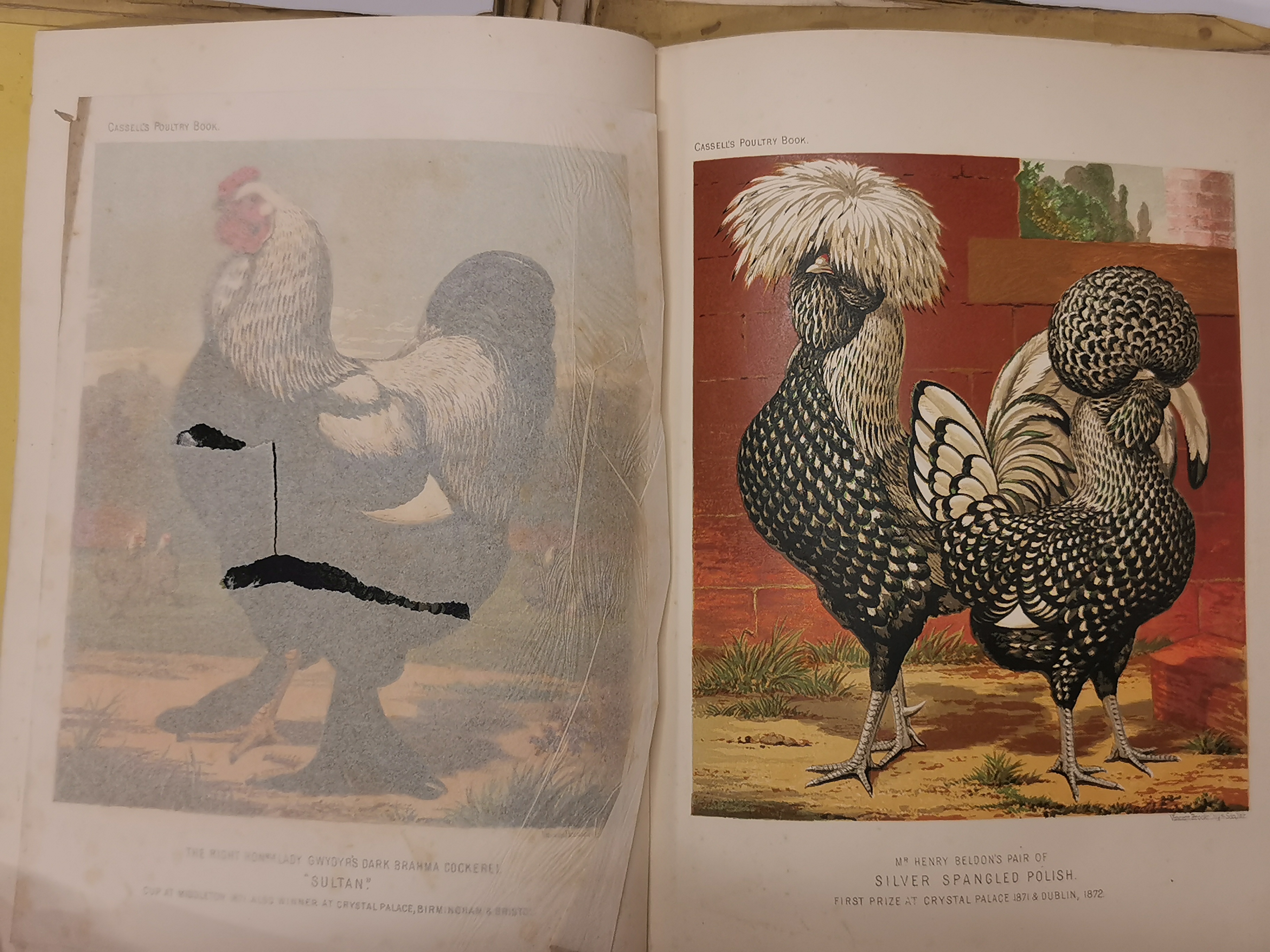 A group of volumes of The Illustrated book of poultry by L. Wright illustrated with 50 coloured - Bild 2 aus 3
