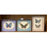 Taxidermy interest: Three cases of South American butterflies, case size 26 x 21cm.