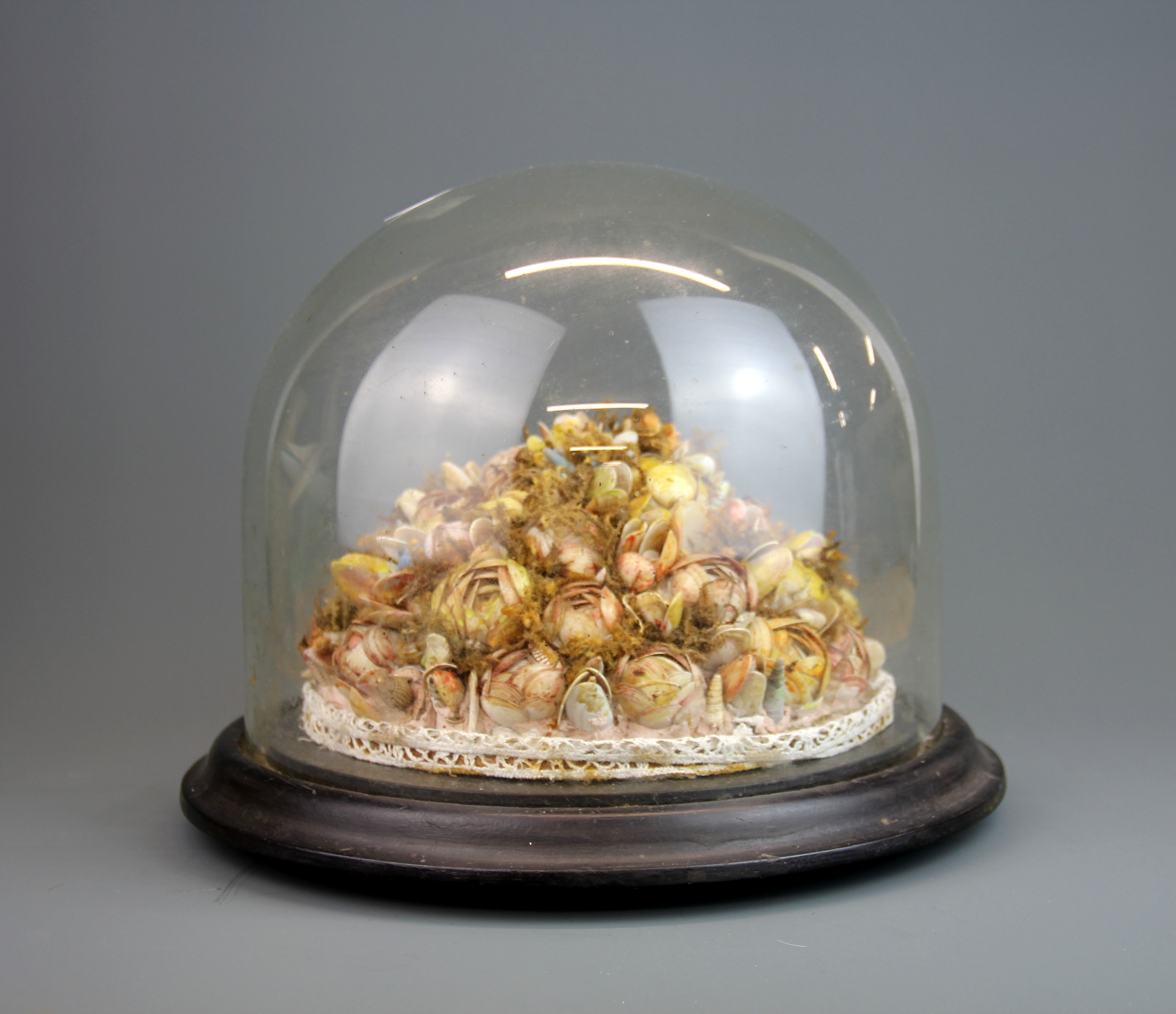 A Victorian shell centre piece with a glass dome, H 25cm.