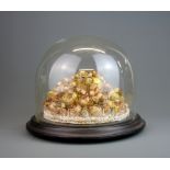 A Victorian shell centre piece with a glass dome, H 25cm.