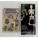 A anatomical skeleton and book on human anatomy.
