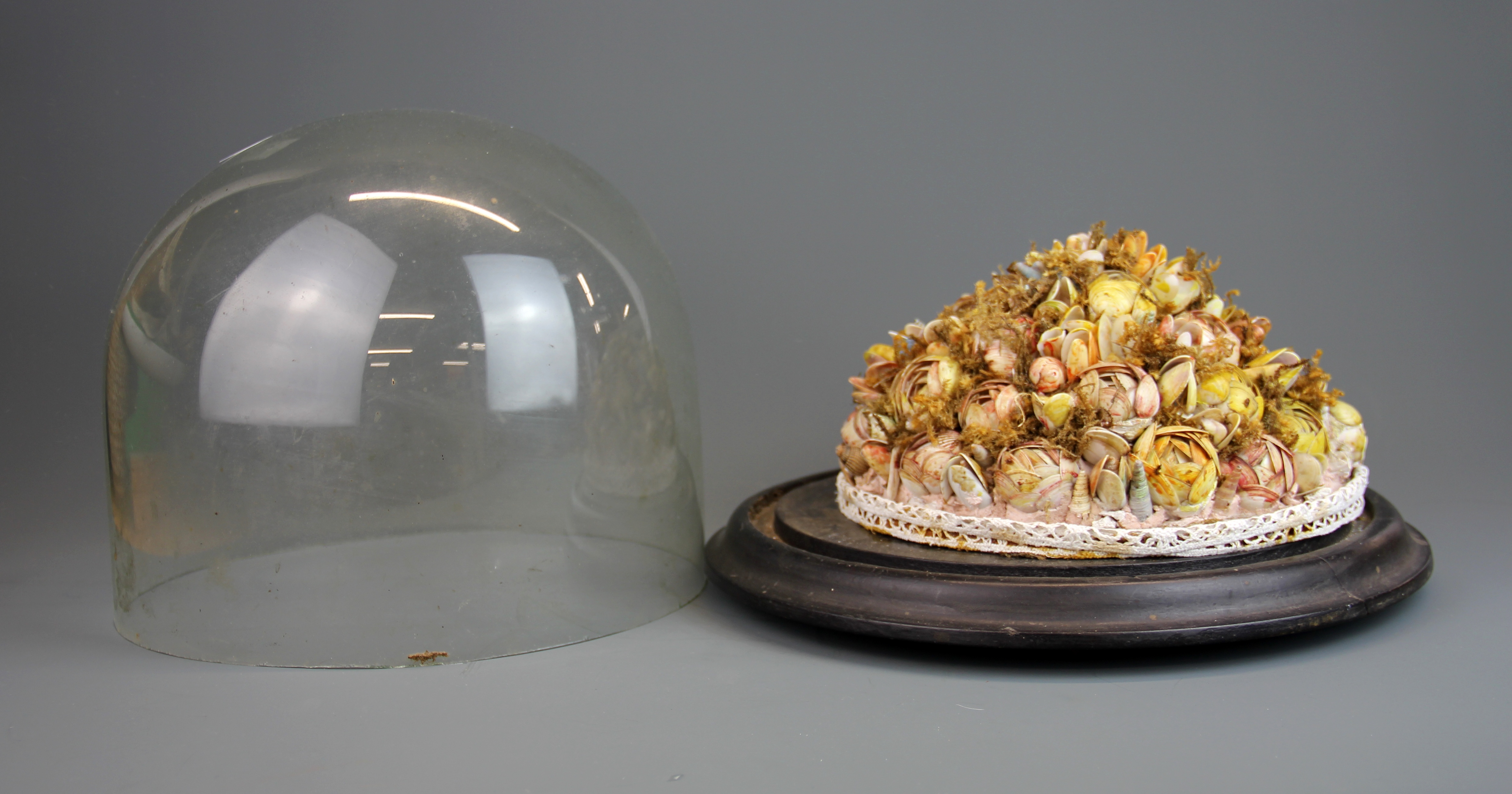 A Victorian shell centre piece with a glass dome, H 25cm. - Image 3 of 3