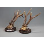 A pair of mounted dear antlers, H. 25cm.