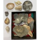 A collection of rocks, fossils and shells.