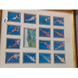 A framed set of fifteen Nishikigoi gold limited edition prints of koi carp with certificate, frame