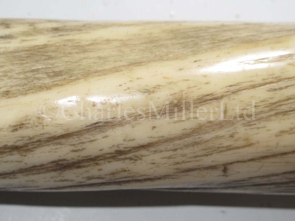 Ø A FINE 19TH CENTURY NARWHAL TUSK - Image 11 of 13