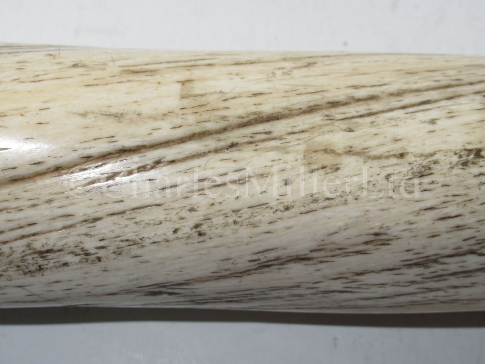 Ø A FINE 19TH CENTURY NARWHAL TUSK - Image 9 of 13