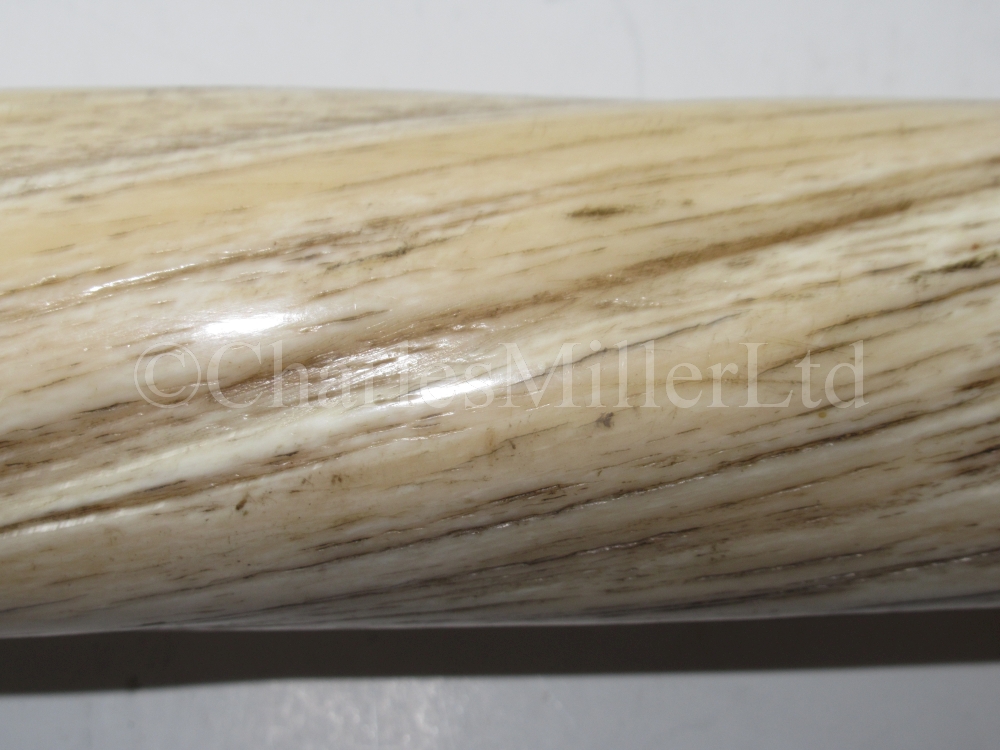 Ø A FINE 19TH CENTURY NARWHAL TUSK - Image 8 of 13