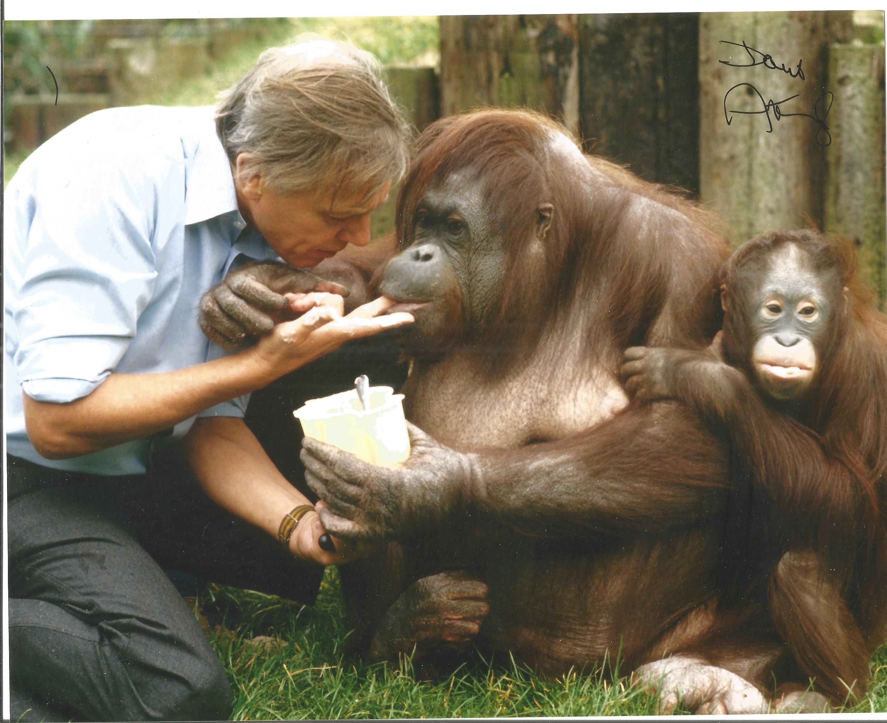 David Attenborough signed 10x8 colour image. David Attenborough is a national British Hero known for