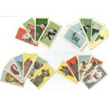 Cigarette card collection from The Molessime co ltd. 1964 130 dogs head and 11 dogs full length.