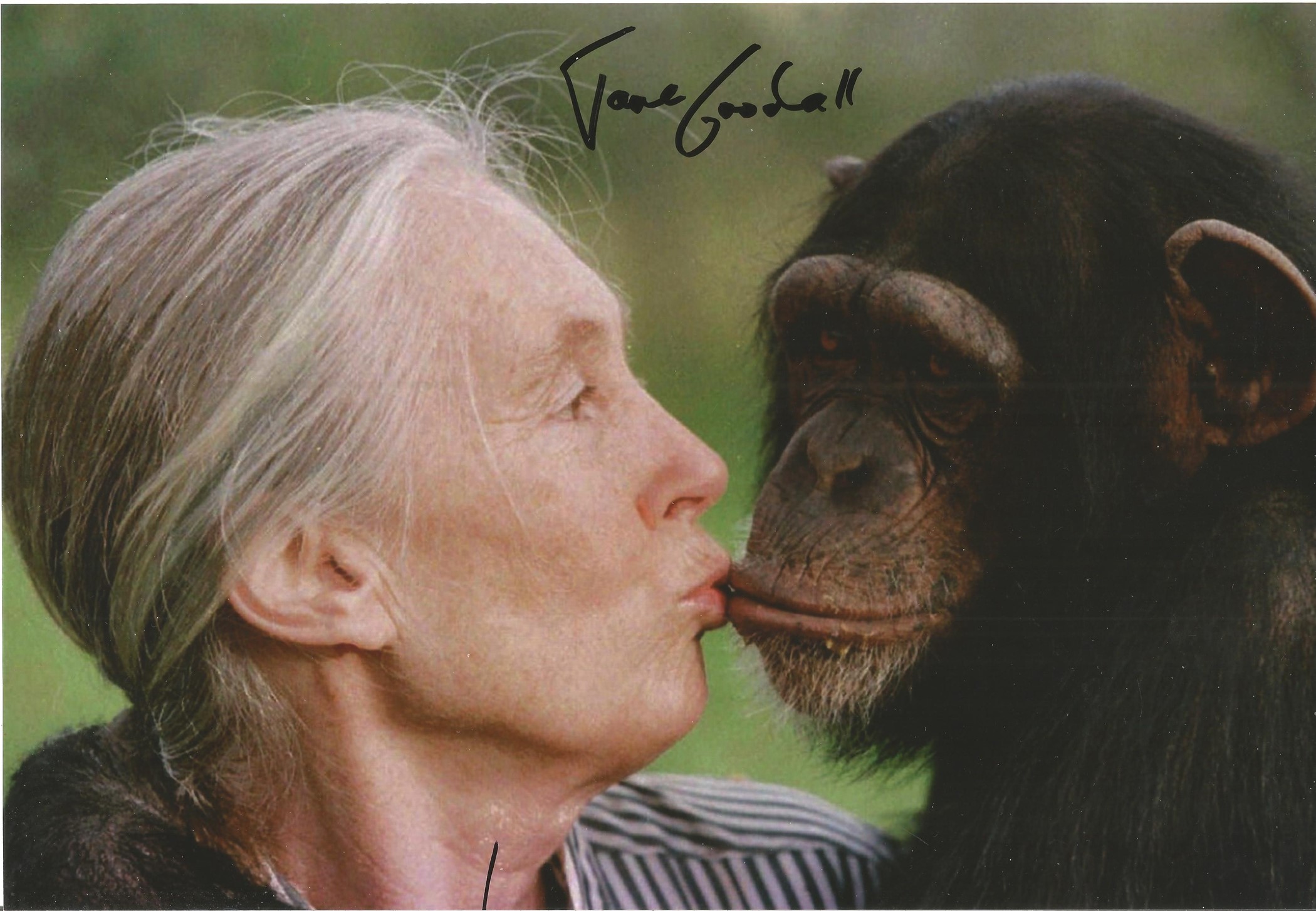 Jane Goodall signed 12x8 colour photo. English primatologist and anthropologist. Considered to be