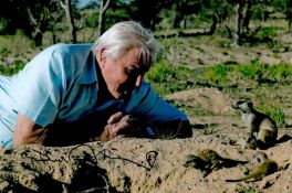 David Attenborough signed 12x8 colour photo. Sir David Frederick Attenborough ( born 8 May 1926)