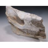 A fossilised skull of a horse (?), 34 x 51cm long