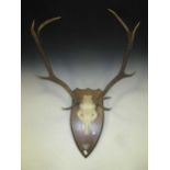 A modern deer antler skull trophy marked 'Beinn a Chuirn', together with 7 other horned skull