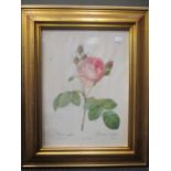 A group of twelve Redoute roses botanical prints in gilt frames (12)