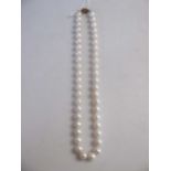 Single row of freshwater pearls with a hallmarked 9ct gold clasp, length 22cm.