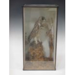 A stuffed owl in glazed ebonised case,