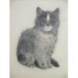 Curt Meyer Eberhadt - seated cat etching and dry point signed pl 25 x 20