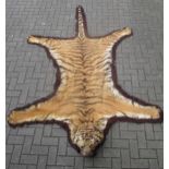 A Tiger skin rug (head worn in parts)
