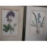 A large collection of coloured botanical engravings from Curtis Botanical Magazine, and various