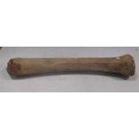 A fossilized bone, possibly mammoth, 77cm long; together with early 20th century leopard skin rug (