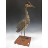 TAXIDERMY: A full mount grey Heron, 79cm high including base