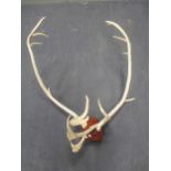 A mounted set of stag antlers