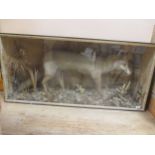 A taxidermy rabbit caught by a fox within a wooden and glazed case 58 x 123 x 32cm