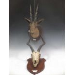 Antelope neck mount and impala skull mount (2)