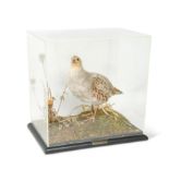 Taxidermy, a cased full mount of an English Partridge by Rowland Ward,