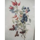 Florence Hawksley, a botanical study with rosehips, inscribed in pencil below, dated 1871,