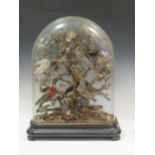 A Victorian large display of stuffed birds under a cracked glass dome 71cm high
