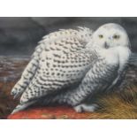 Barry Driscoll signed print of a snowy owl, 46 x 54cm