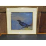 H WORMALD Study of a Jackdaw Signed and dated 1931, watercolour, 29 x 35.5cm.