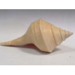A large conch shell, 45cm long