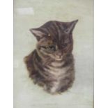 British School, (early 20th century) Portrait of a cat signed with initials 'DB' oil on canvas 33