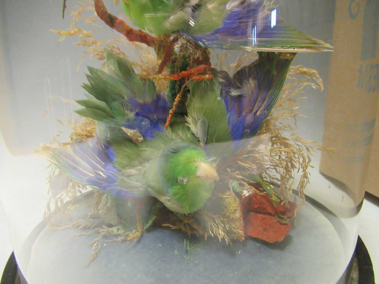 Taxidermy - a Victorian glass dome containing a brace of small tropical green birds 25cm high - Image 2 of 3