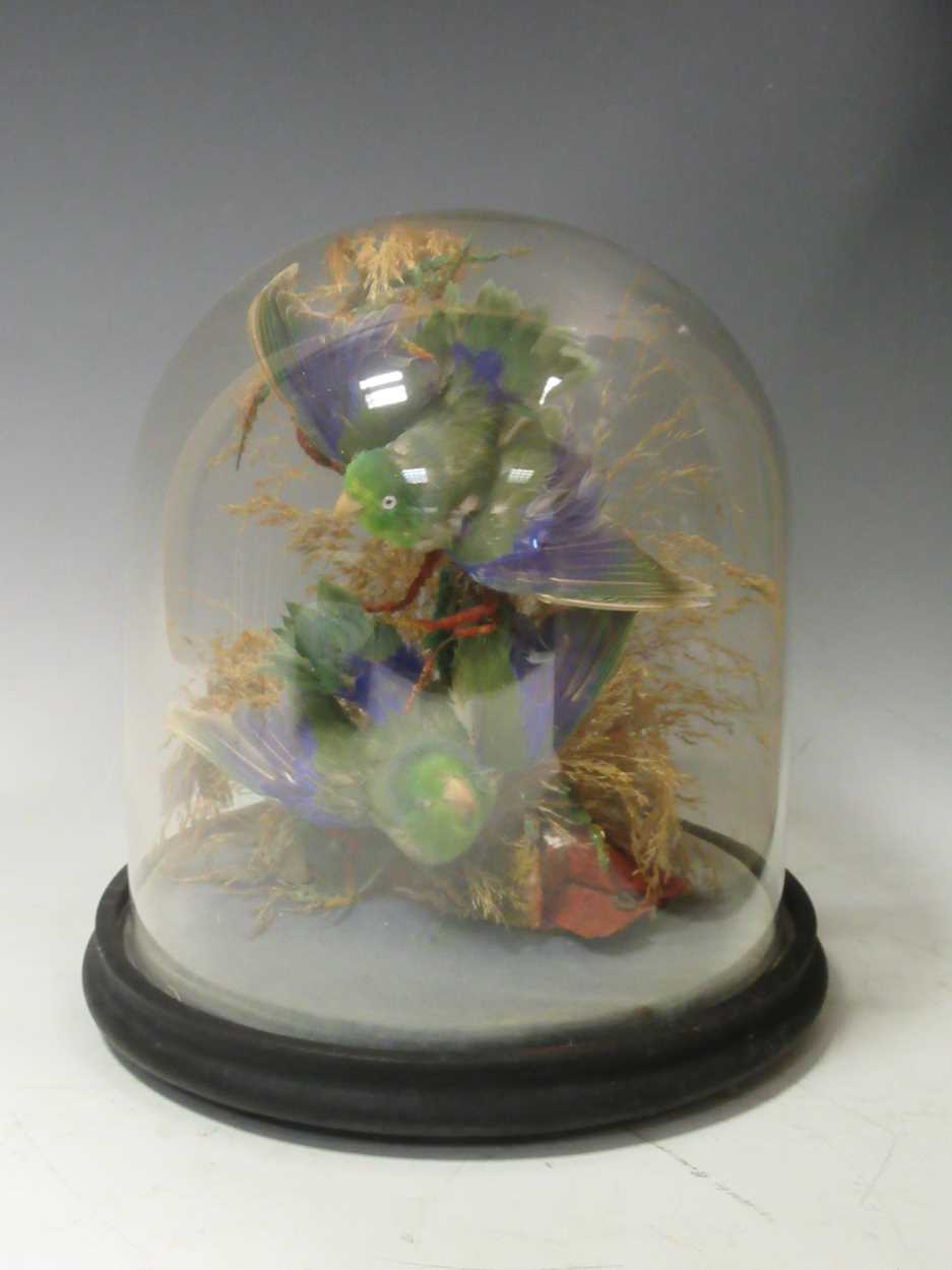 Taxidermy - a Victorian glass dome containing a brace of small tropical green birds 25cm high