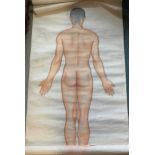 Chinese medical drawings, watercolours, 168 x 92cm, unframed (3)