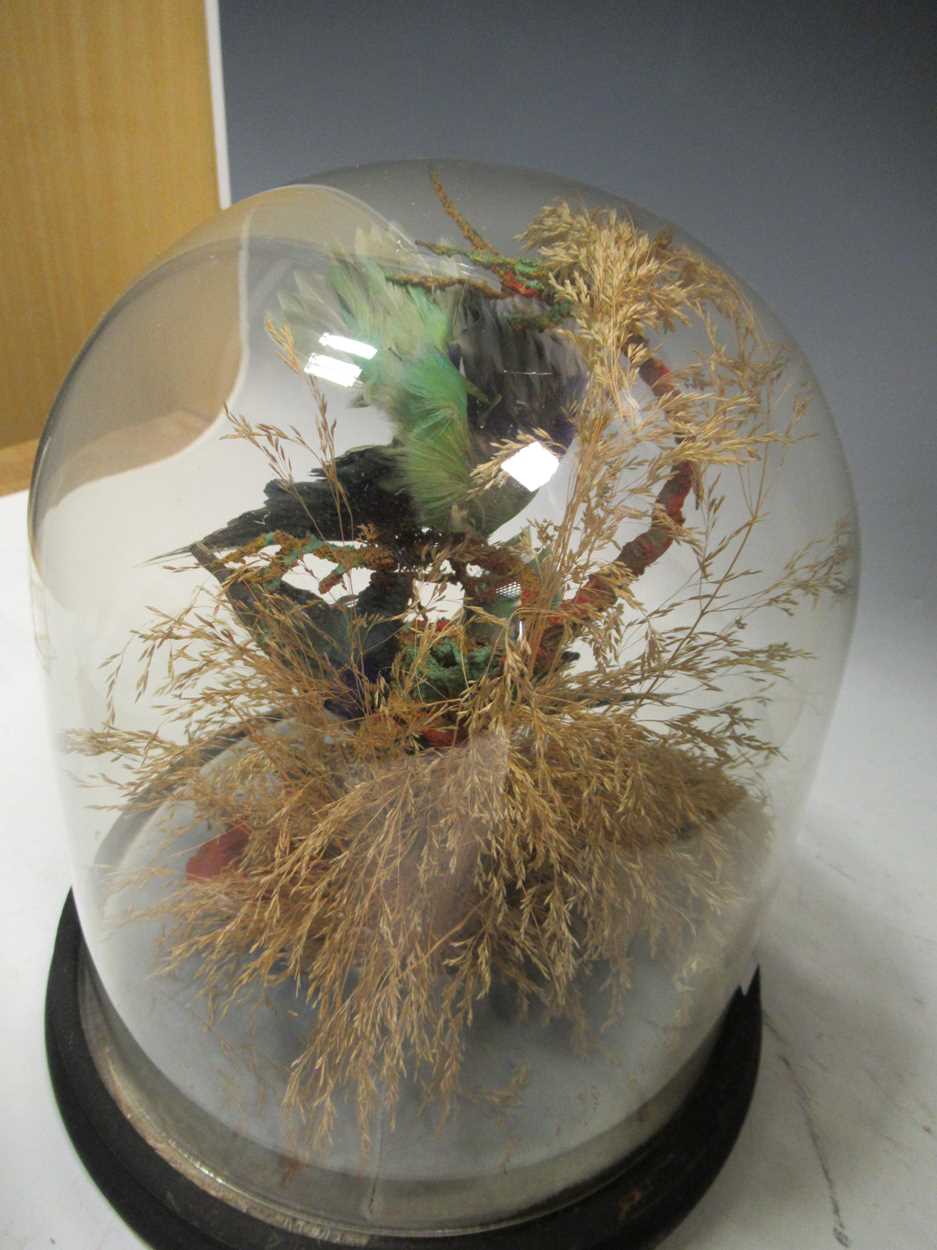 Taxidermy - a Victorian glass dome containing a brace of small tropical green birds 25cm high - Image 3 of 3